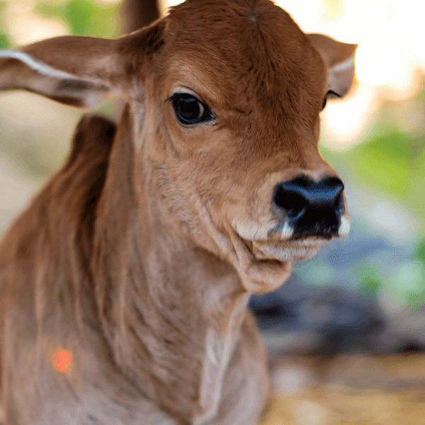 Adopt Calf for 1 Month