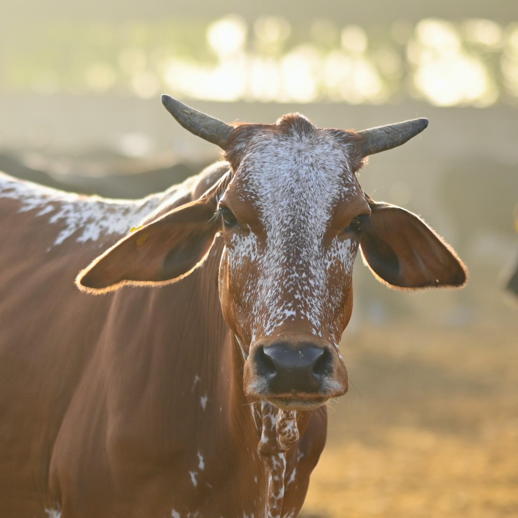 Adopt  Cow for 1 Month