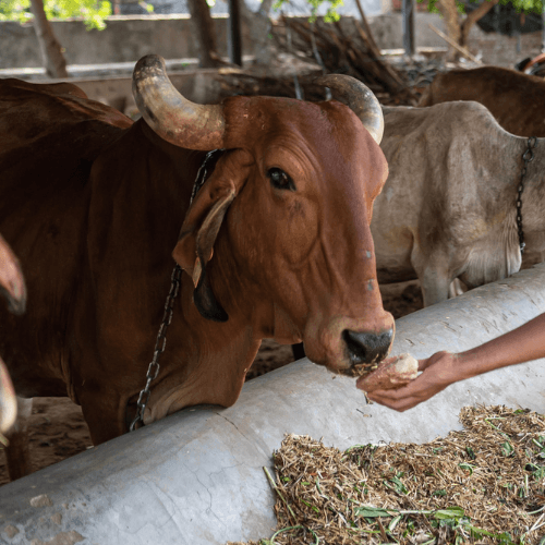 Gau Seva (गौ सेवा)