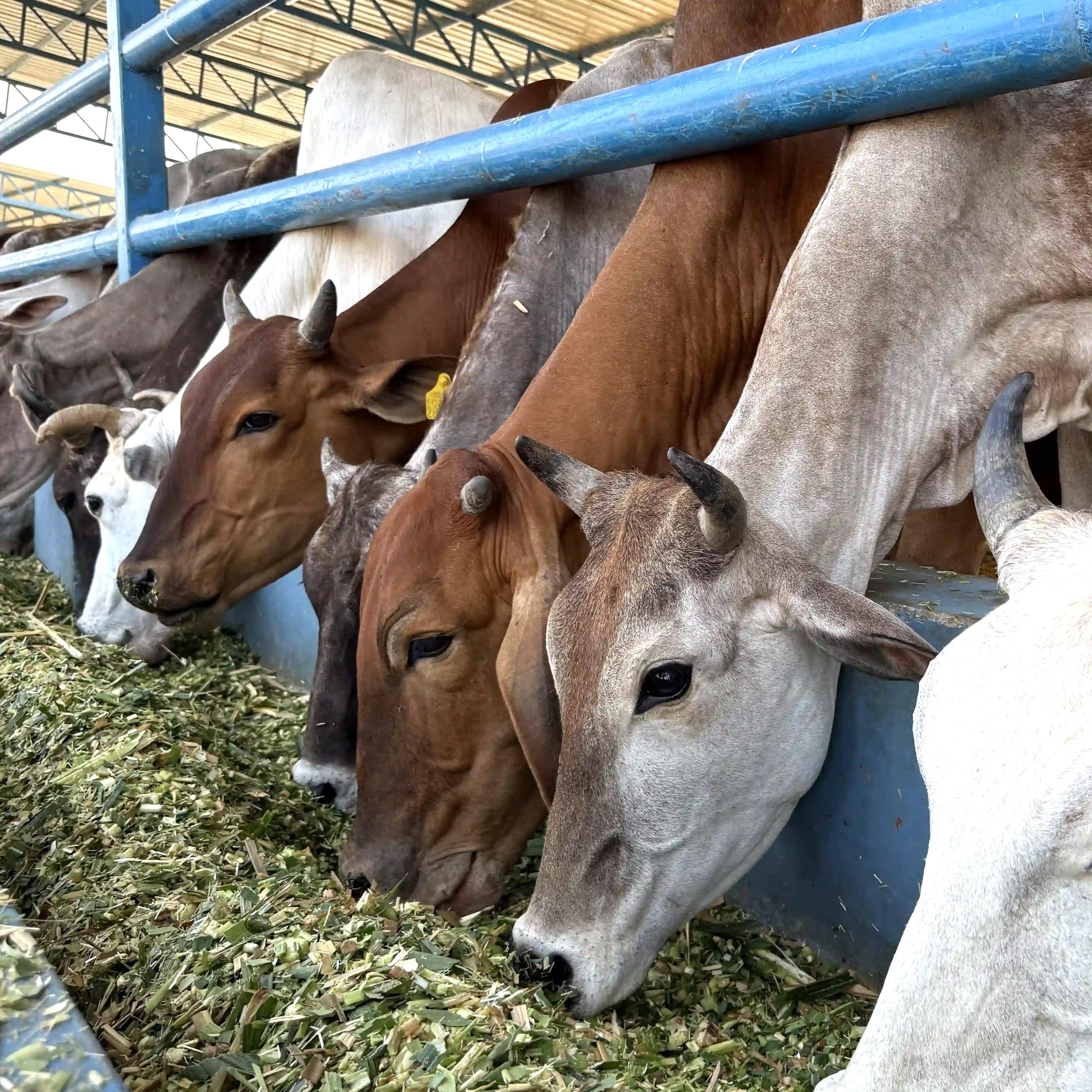Feed 20 Cows