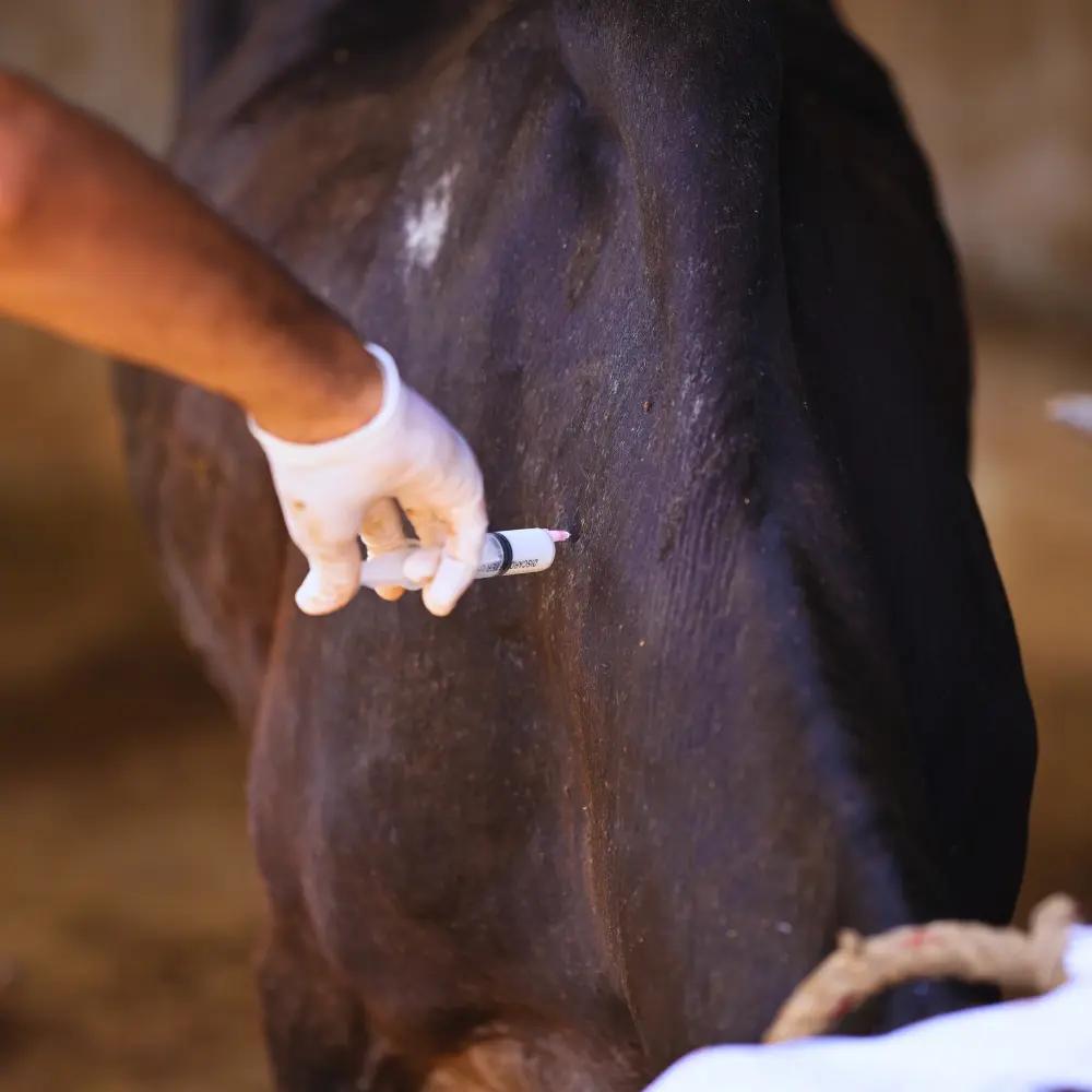 Medicine for sick cows