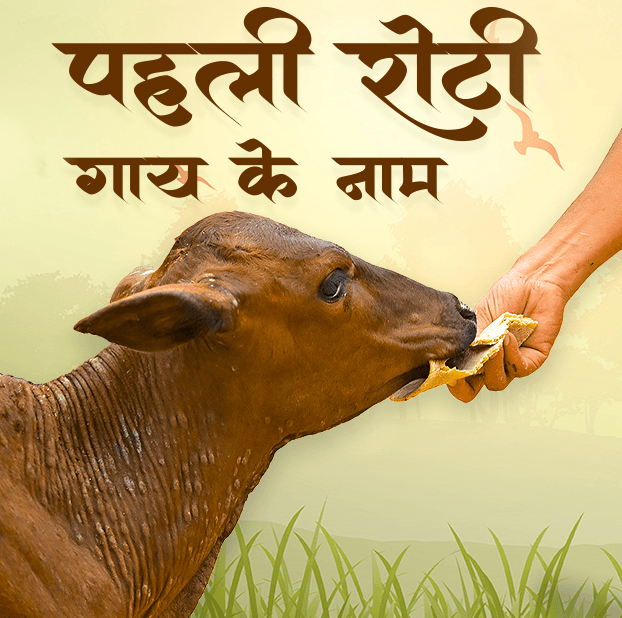 First Roti for cow