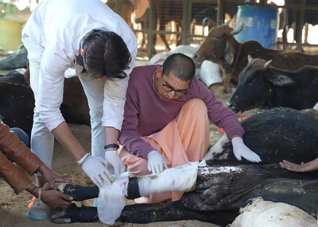 Gau Seva