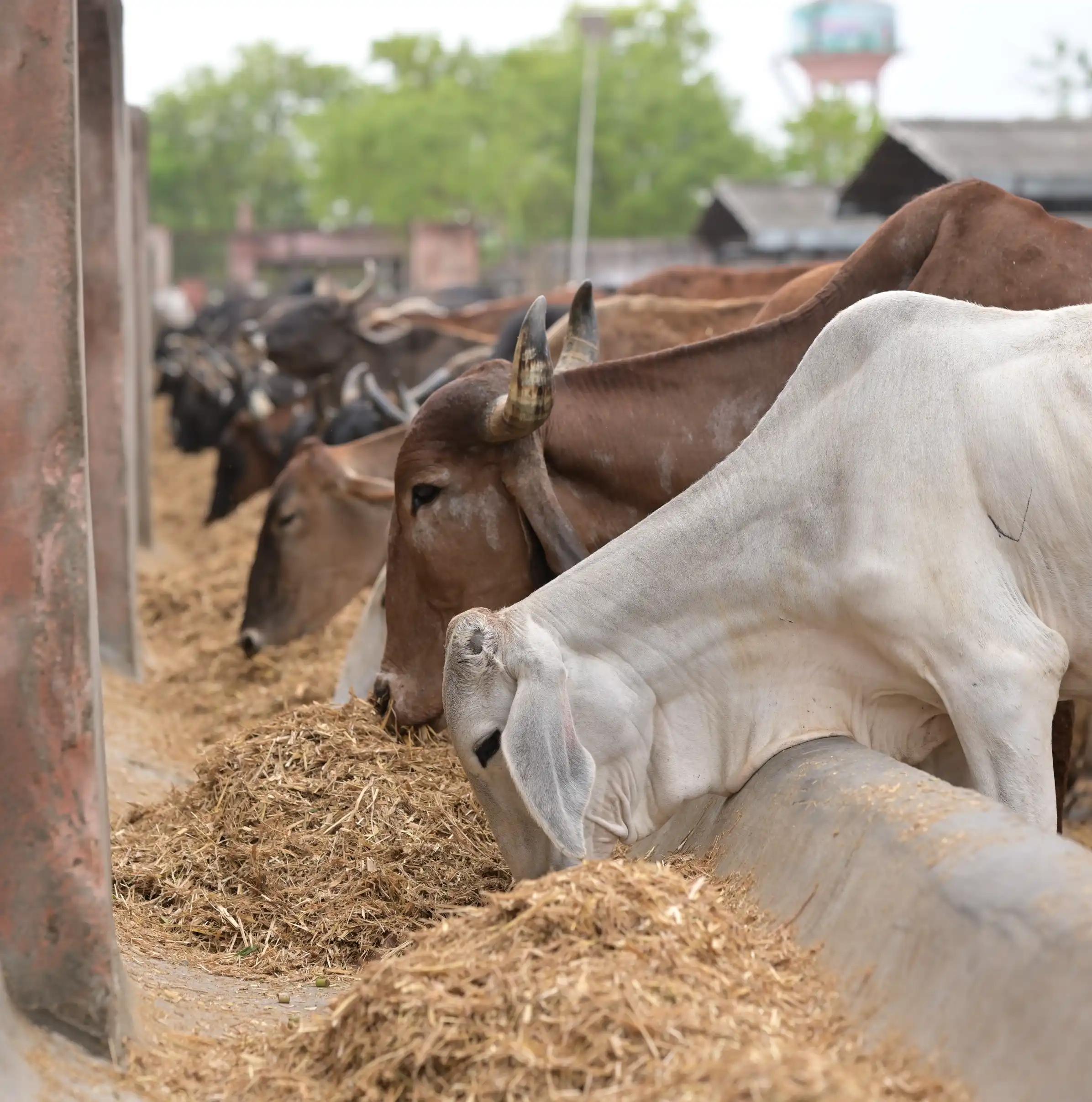 Gau Seva