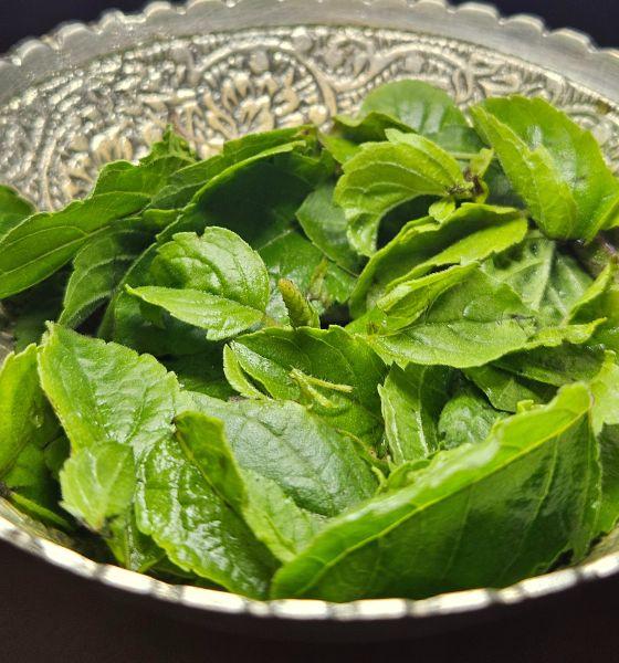 Tulsi Arpan Seva Tulsi Arpan Seva
