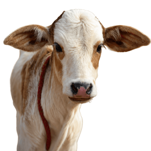 Gau Seva (Serve 16 Gau mata) Gau Seva (Serve 16 Gau mata)